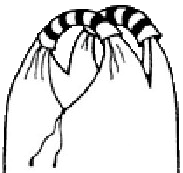 2 pętle